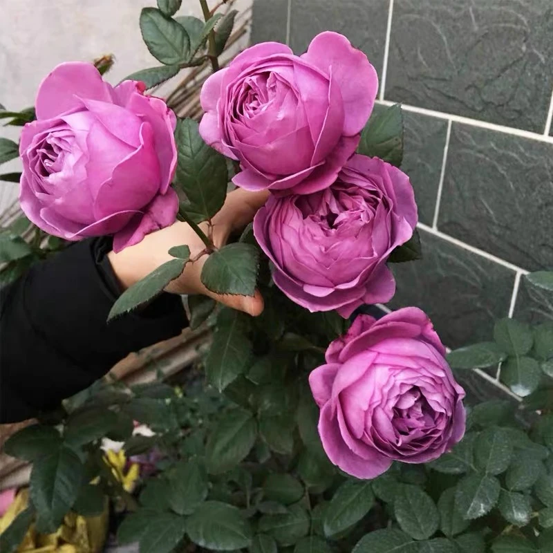 紫魂香水大花玫瑰月季新品种
