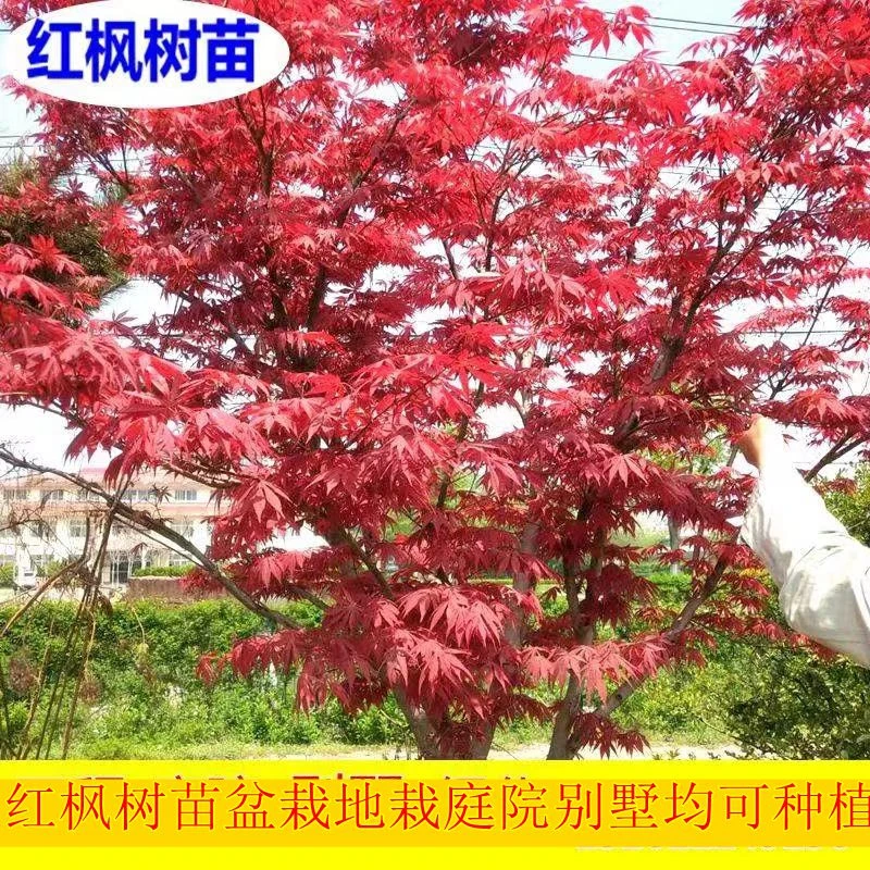 红枫树苗一物一拍