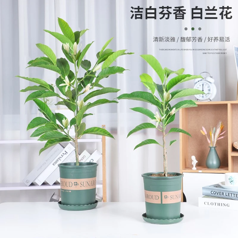 白兰花玉兰树苗花卉植物室内阳台绿植易活带花苞四季开黄角兰盆栽