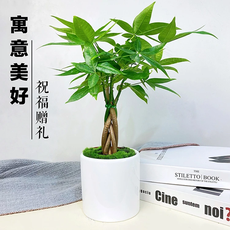 办公室内发财树小绿植花卉水培植物净化空气桌面小盆栽造型发财树