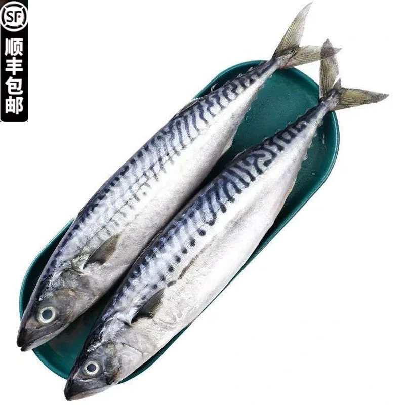 船冻（大条）挪威鲭鱼4条装 日料品质整条挪威鲜嫩青花鱼原料海鲜