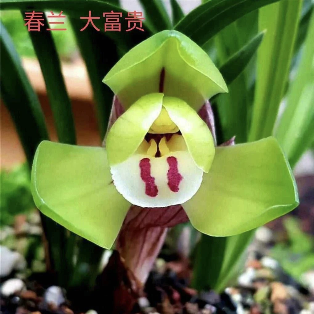 春兰大富贵传统老品种兰花