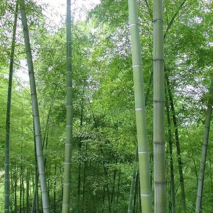 毛竹大毛竹苗青竹四季长青可以食用毛竹笋庭院工程绿化地栽毛竹苗