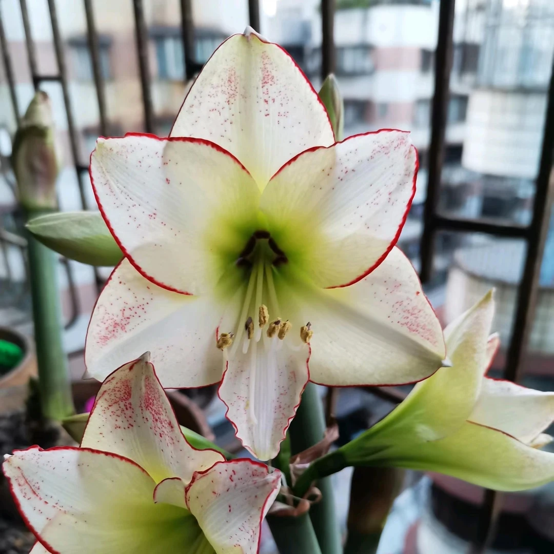 朱顶红【毕加索】  白色单瓣  花瓣带红色花边 朱顶红种球花卉