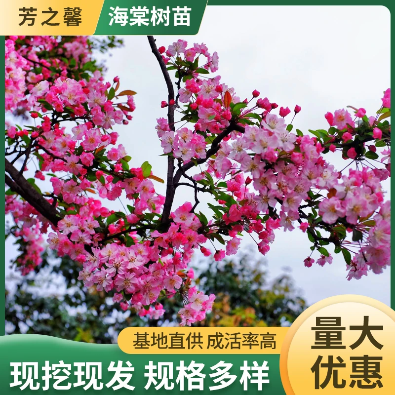 海棠树苗西府海棠垂丝海棠北美海棠盆栽地栽庭院花卉阳台花卉种苗