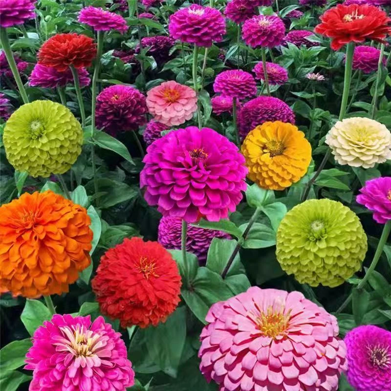 步步高百日草花种子四季易种道路庭院百日菊室外阳台花籽开花不断