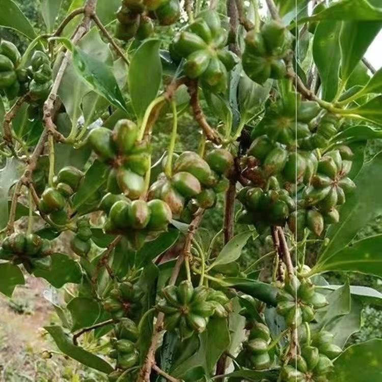 0食用八角苗 香八角大料树苗重庆八角树调料树苗