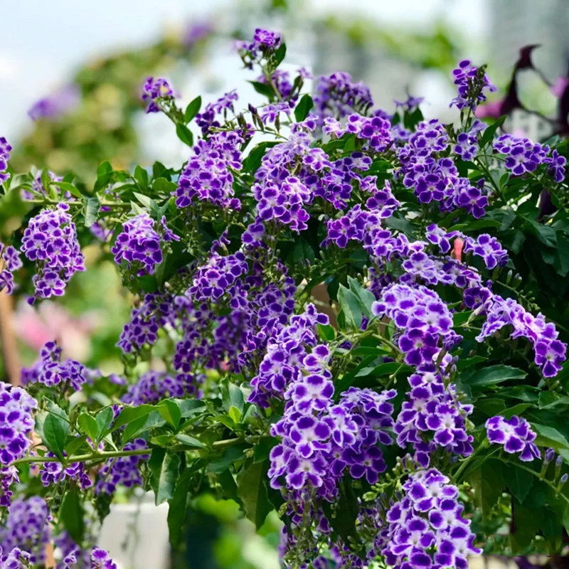 蕾丝金露盆栽(开花有巧克力香味)庭院阳台好养花多年生