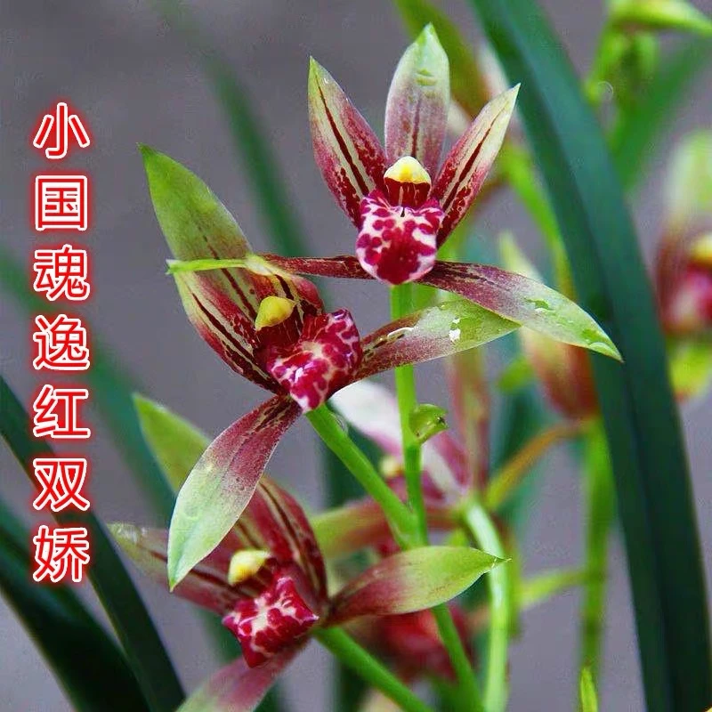 兰花建兰漂亮红花逸红双娇、小国魂一盆5壮苗.四季兰开花室内