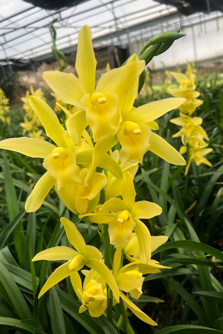 室内花卉绿植盆栽 墨兰 绿翡翠 一盆5壮苗、好养易活 祼根发货