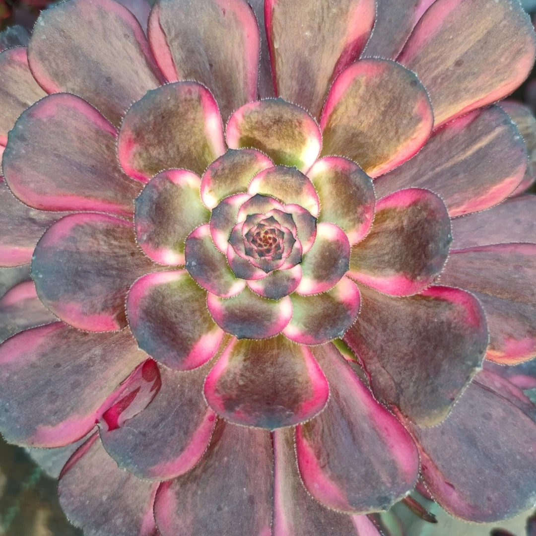 多肉法师锦量拍链接