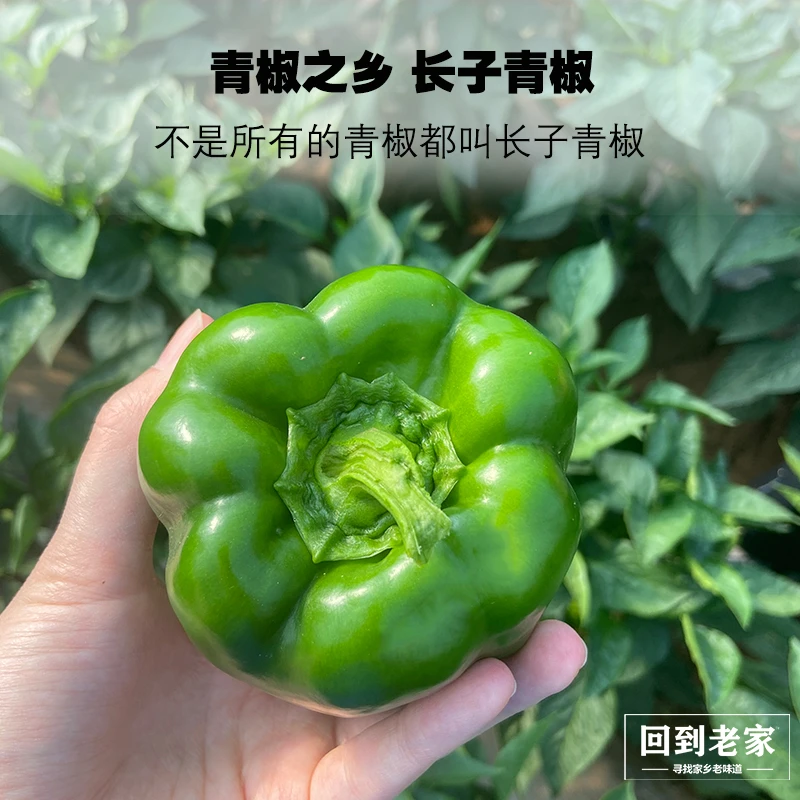 长子特色大青椒可生吃甘甜的大青椒炒菜生态饱满产地爽口