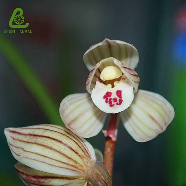 荷之冠 莲瓣兰秀荷鼎荷瓣兰花云南宽叶莲瓣大型兰花高端名品