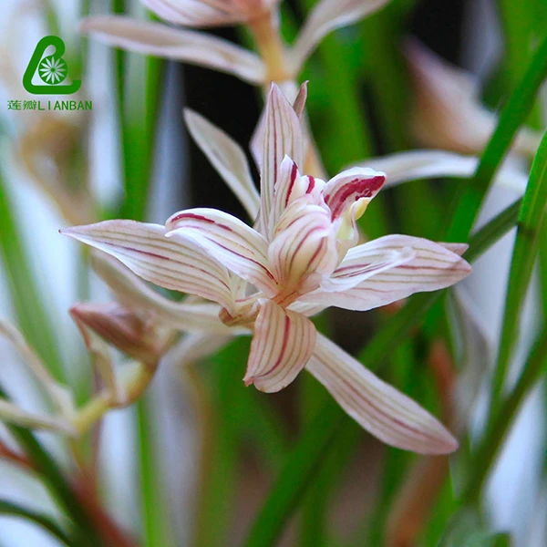 金沙树菊 千手观音兰花 云南莲瓣兰花新奇品种庭院阳台观赏花卉