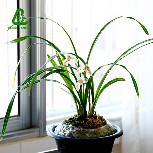 紫熹荷 云南对版莲瓣兰花三喜荷宽叶莲瓣兰荷瓣兰花