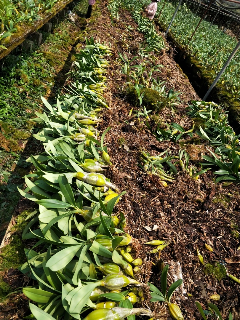 鼓锤石斛不用土的植物