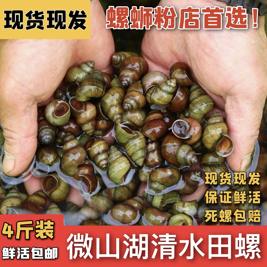 微山湖螺蛳田螺净重5斤新鲜顺丰包邮手工干净鲜活精选顺丰发货鲜