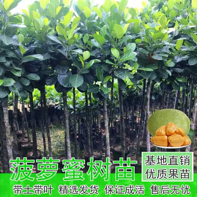 菠萝蜜果树苗嫁接马来西亚1号干苞黄肉果苗红肉果树苗可盆栽地栽