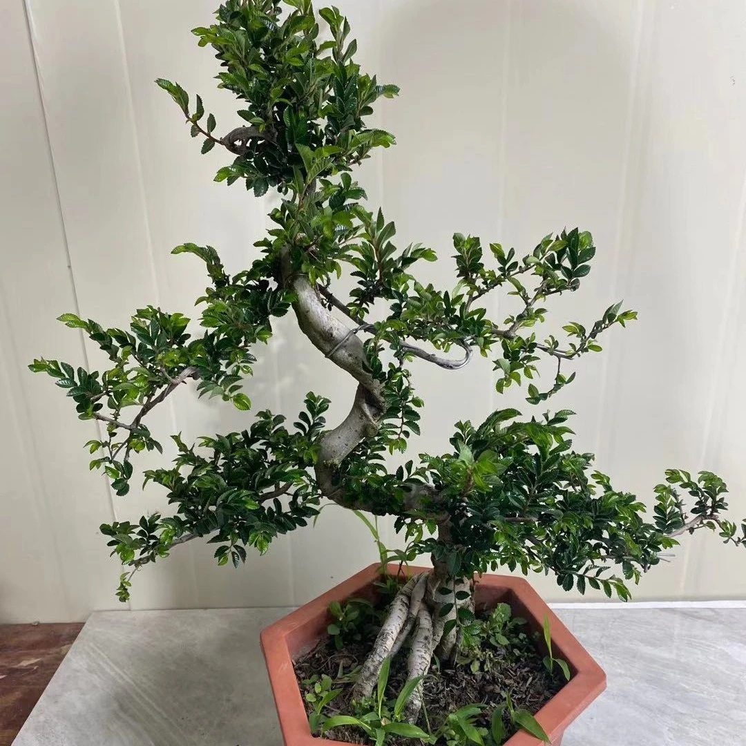 榆树老桩造型款盆栽可净化空气美观大方可庭院阳台窗台或客厅养护