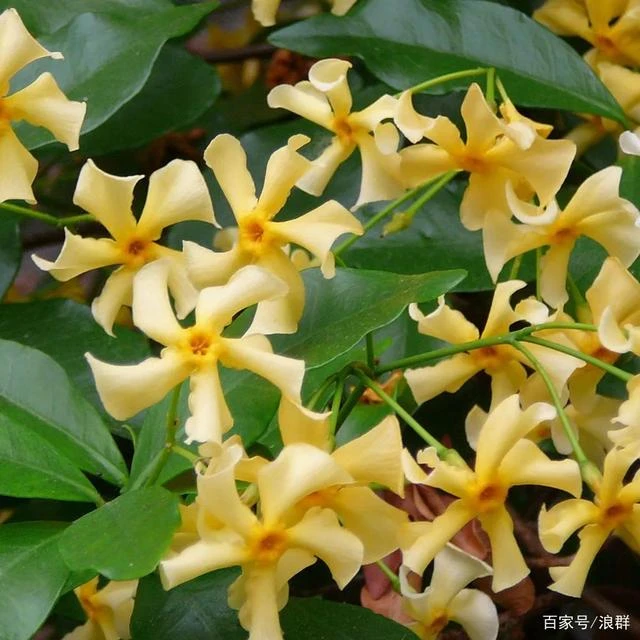 黄色托斯卡纳之星风车盆栽茉莉三角梅爬藤植物四季常青花期长花卉