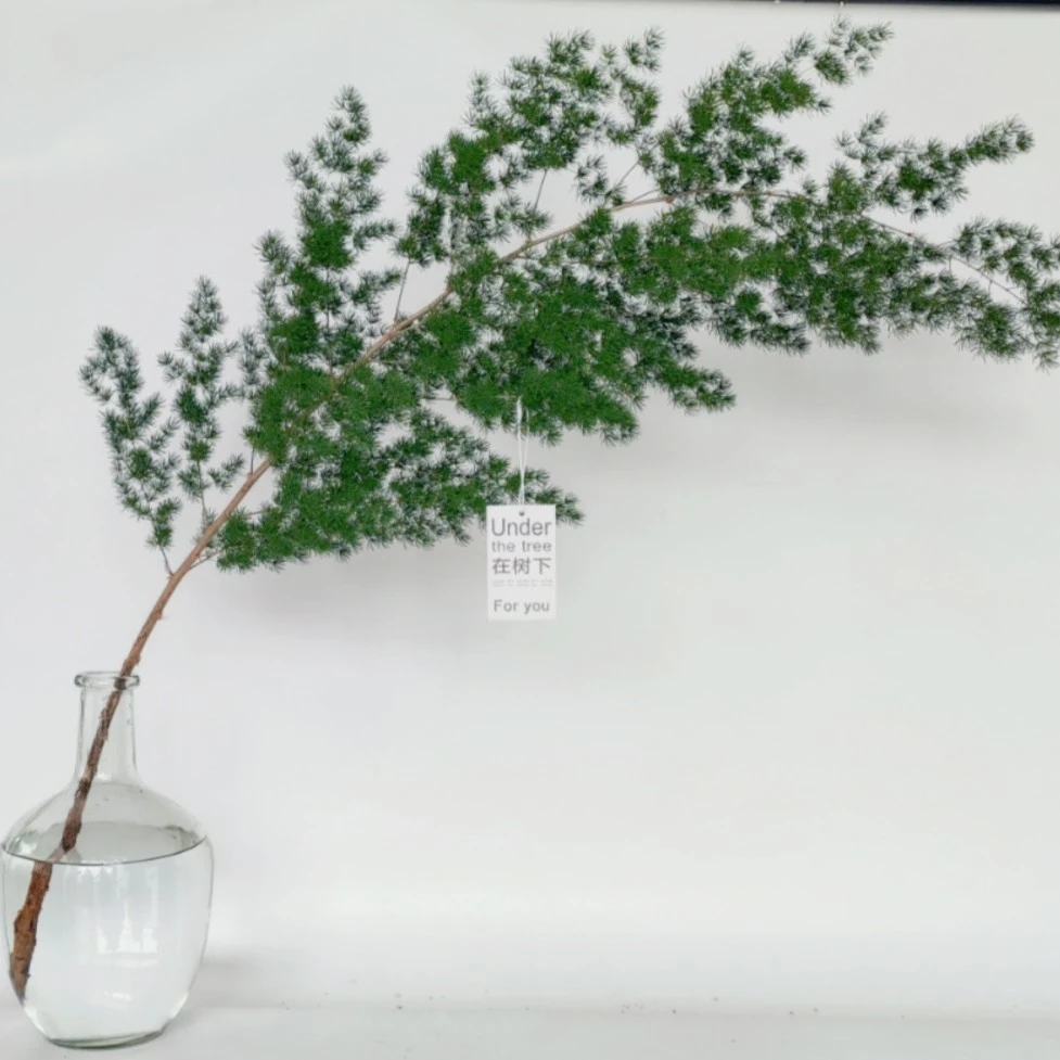 蓬莱松鲜切插枝北欧ins风1.2米蓬莱松