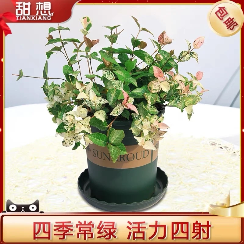 彩叶花叶曼盆栽花叶络石黄金络石垂吊植物多年生好养四季常青绿植