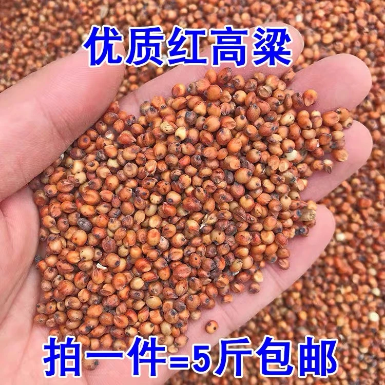 鸽梁红高梁鸽子梁5斤装包邮