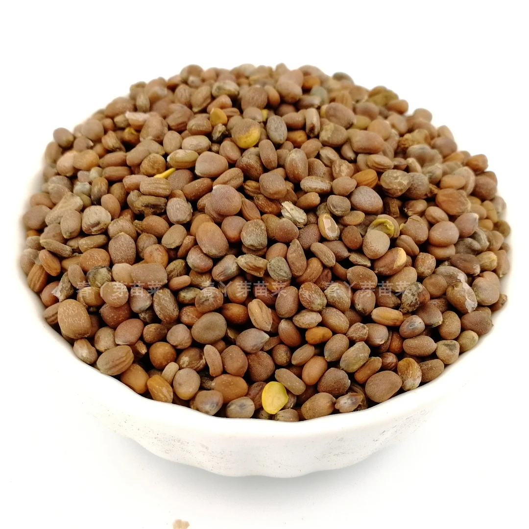 散装萝卜种籽水培阳台蔬菜吃苗白萝卜孑芽苗菜种子食用莱菔子