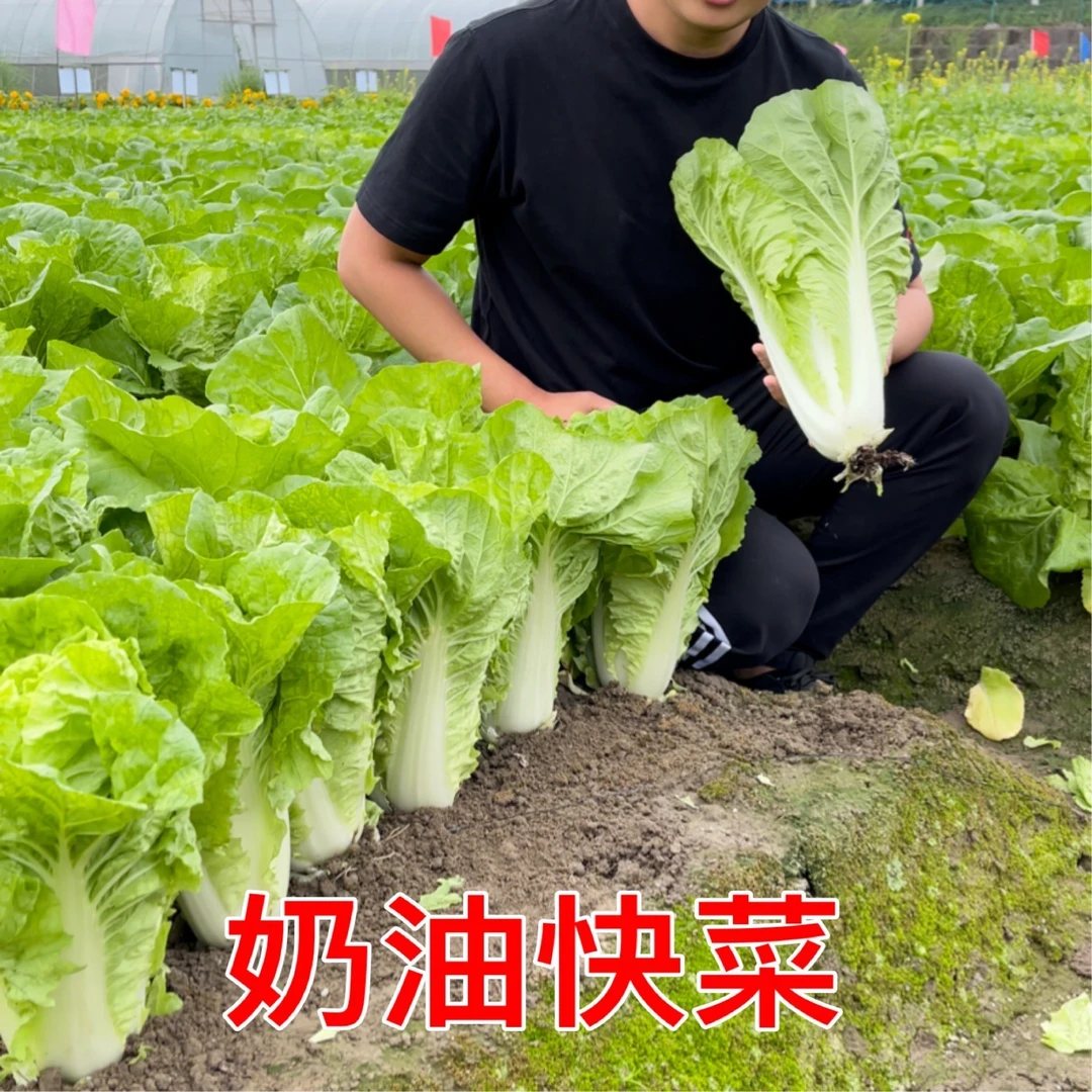 【优质种子】奶油快菜种子,四季种植,阳台庭院均可种植!