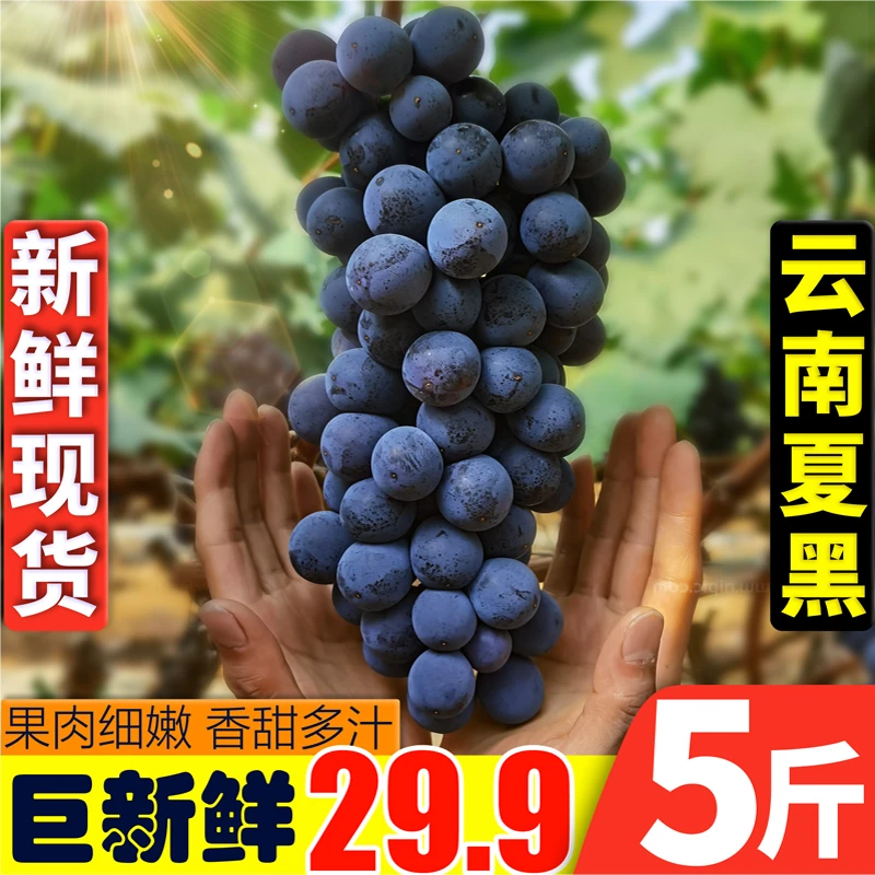 云南新鲜夏黑原产地现摘现发无籽优质自家种植新鲜水果2/3/5斤
