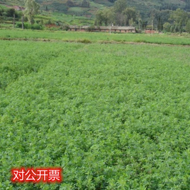 紫花苜蓿草种子幸运草猪牛羊鸡鸭鹅青饲料宿根多年生牧草高蛋白