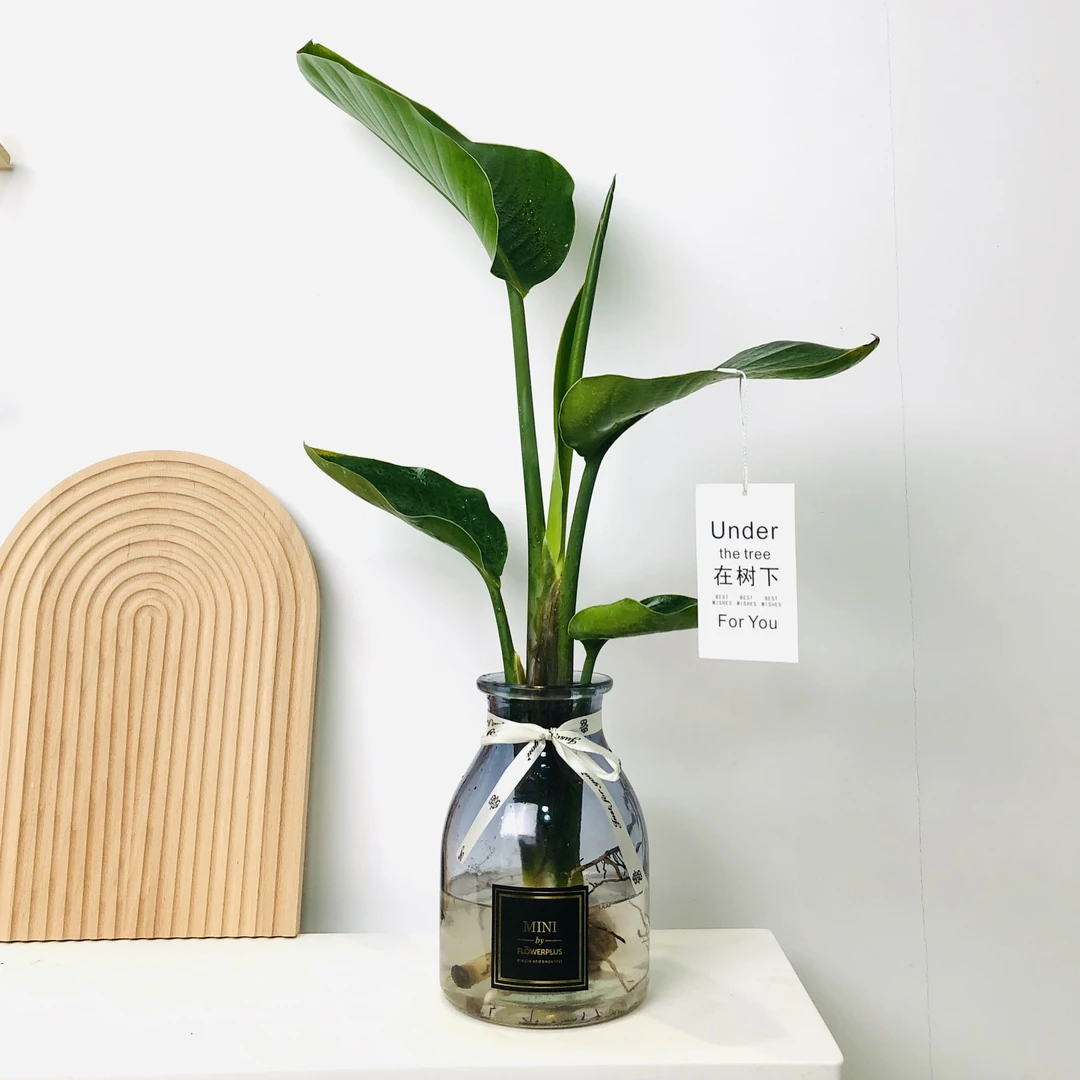 天堂鸟盆栽盆景室内阳台办公室四季常青耐阴耐养好活花卉绿植