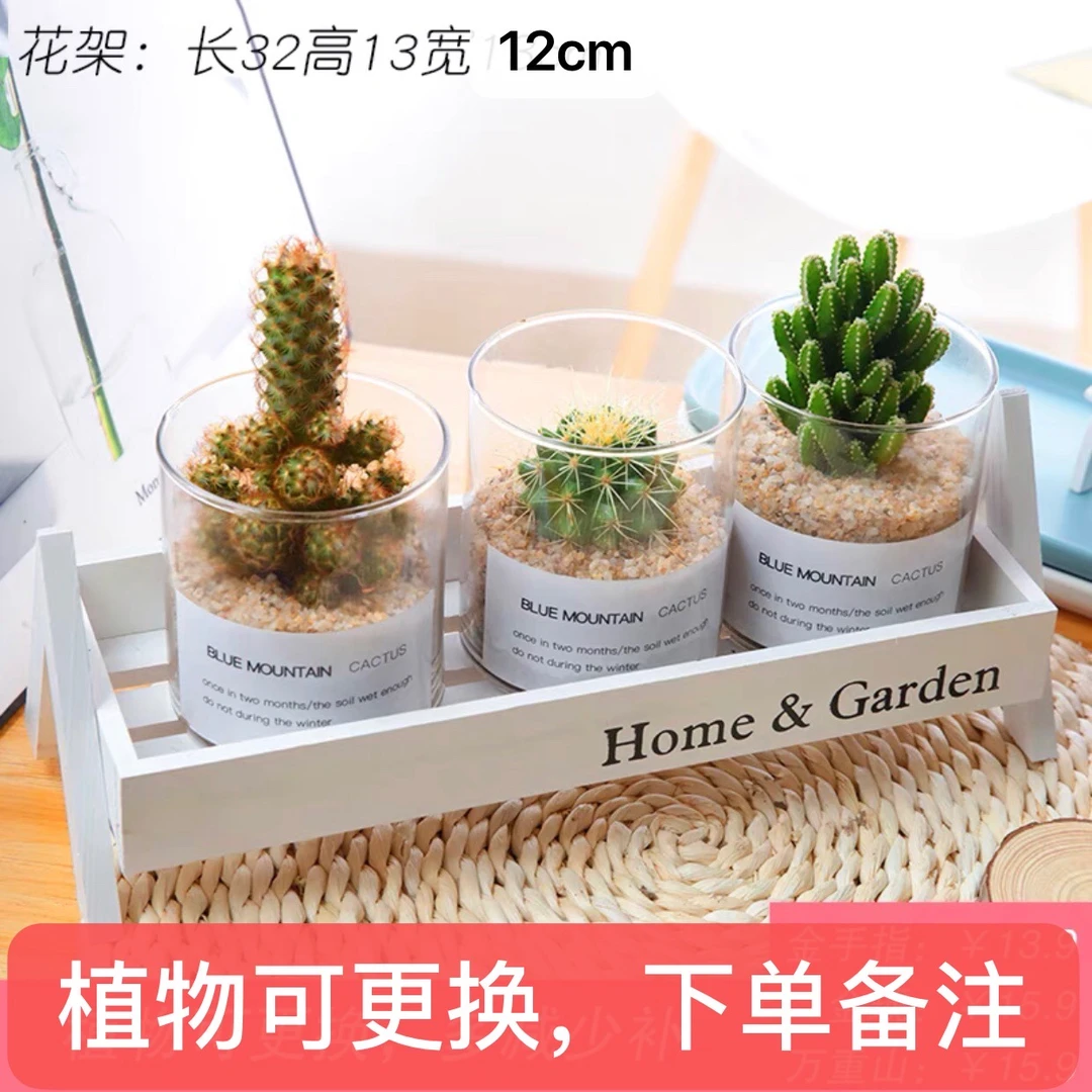 雅韵阁仙人掌万重山盆栽多肉绿植仙人球小盆栽室内开花花卉植物