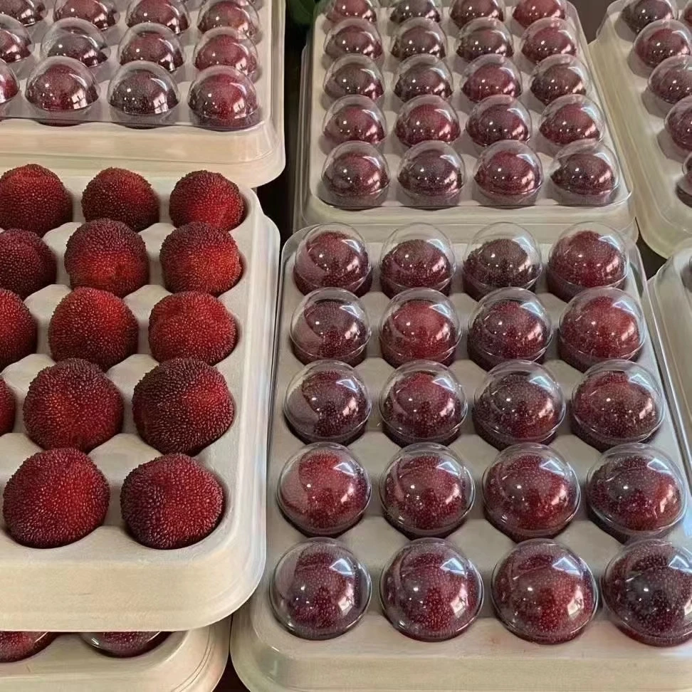 【贡品级】仙居东魁杨梅 顺丰冷链 现摘现发  6斤装  80颗/5斤