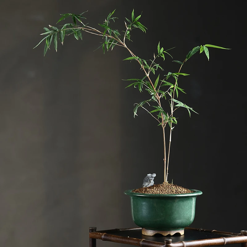 玖紫轩秦夕洪紫砂花盆精品绿釉姬月季金边矮种石榴柏树老桩竹子盆