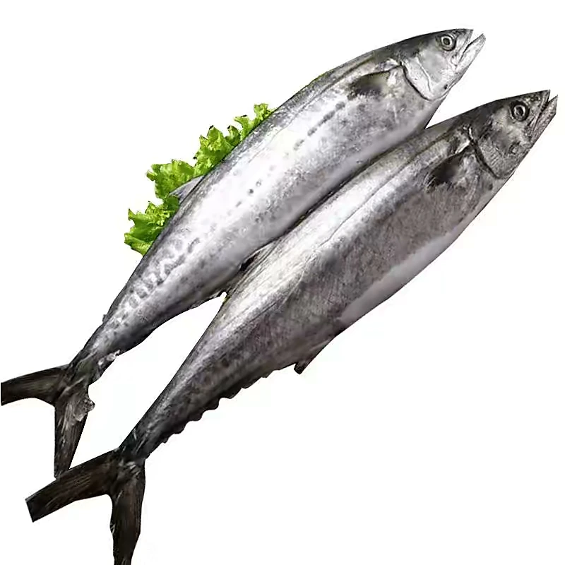 青岛沙子口新鲜野生大鲅鱼（蓝点马鲛鱼）  速冻锁鲜发货