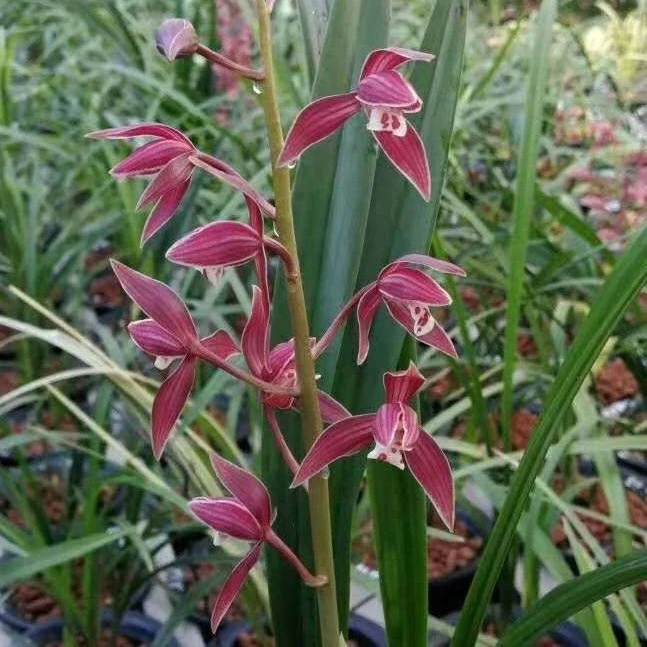 茶城秋榜喜洋洋品种终身保证兰花盆栽植物