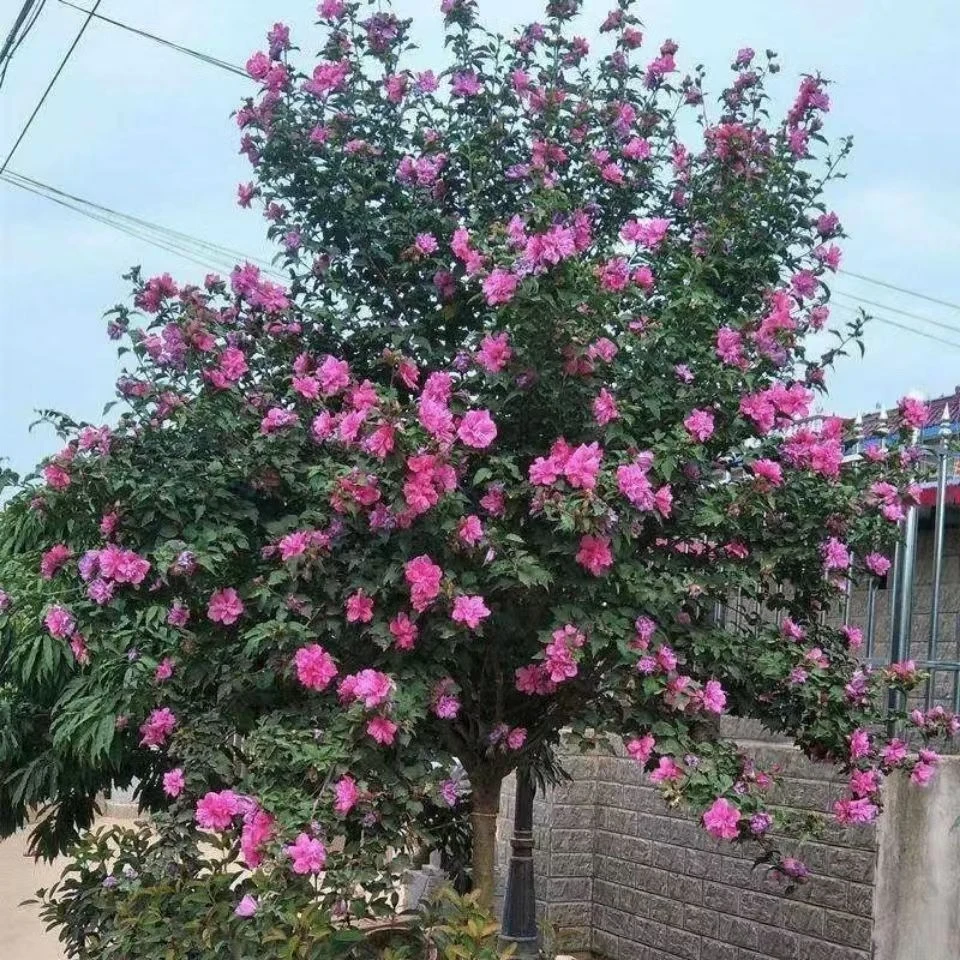 玫瑰木槿花苗庭院耐阴植物重瓣木槿花树苗粉色木槿花树苗地栽大花