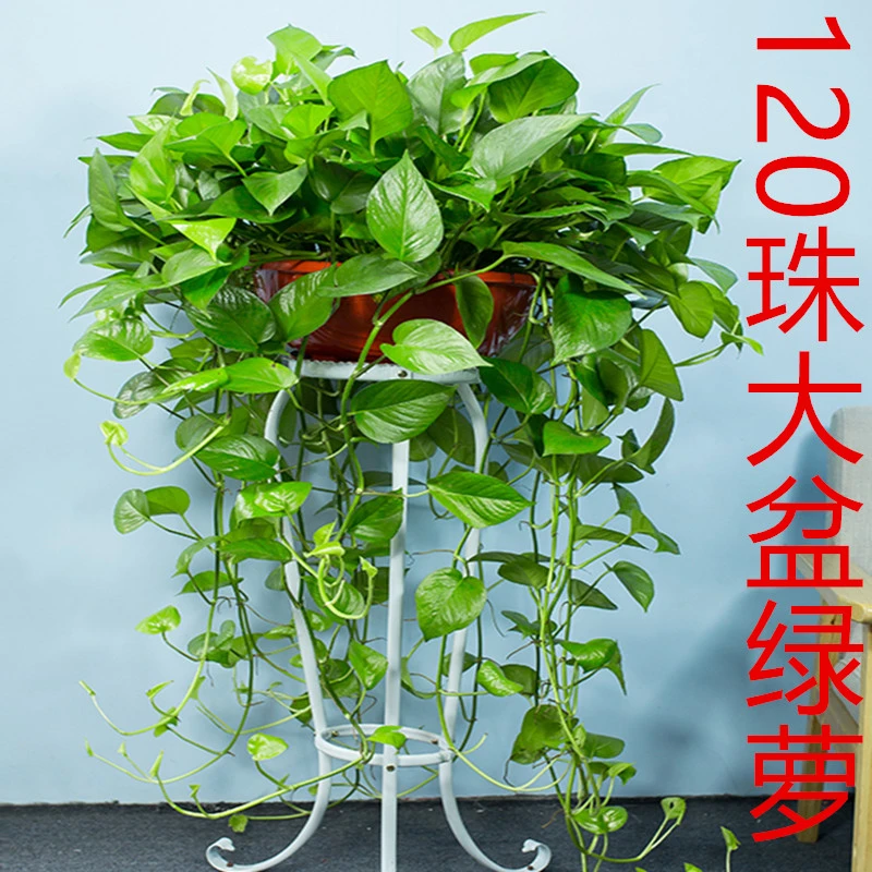 绿萝盆栽室内植物花卉绿植水培长藤垂吊大叶绿箩新房家用吸除甲醛