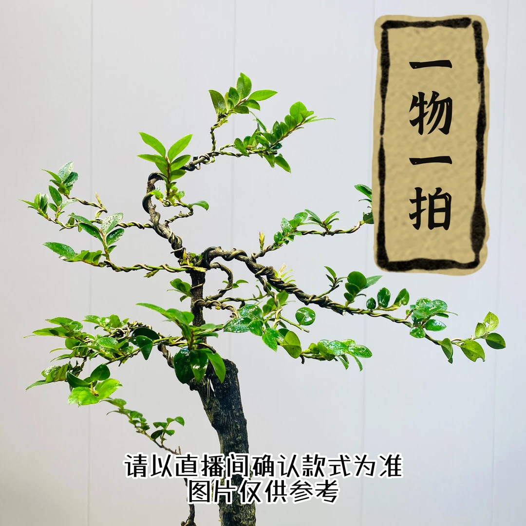 精品根艺黑骨茶提根盆景（一物一拍）