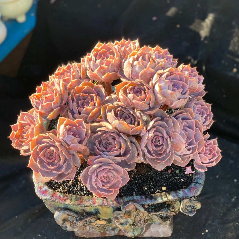 落落精品多肉植物 一物一拍 老桩捧花 无砍 雪天使缀化 奶茶捧花