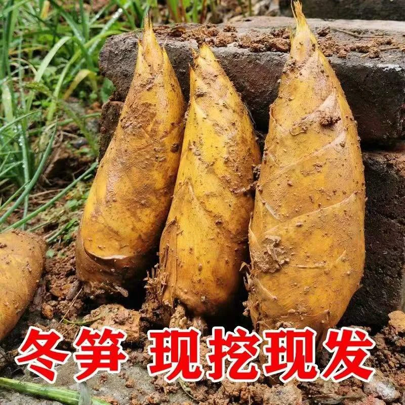 建瓯高山冬笋5斤3斤装【坏果包赔】
