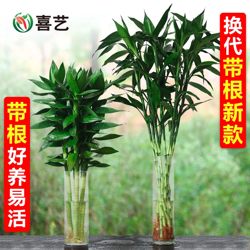 带根大叶富贵竹水培植物观音竹水竹水养粗大客厅绿植土培竹子盆栽