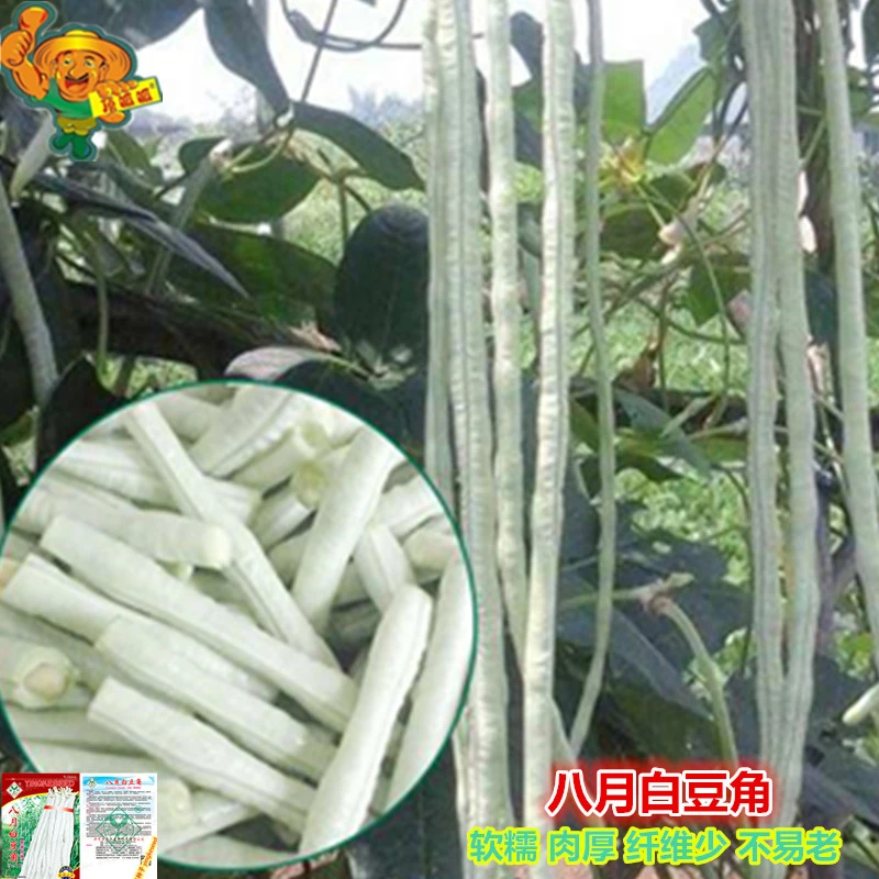 八月白豆角种子秋豇豆白长豆角软糯厚肉庭院阳台农田易种蔬菜种子