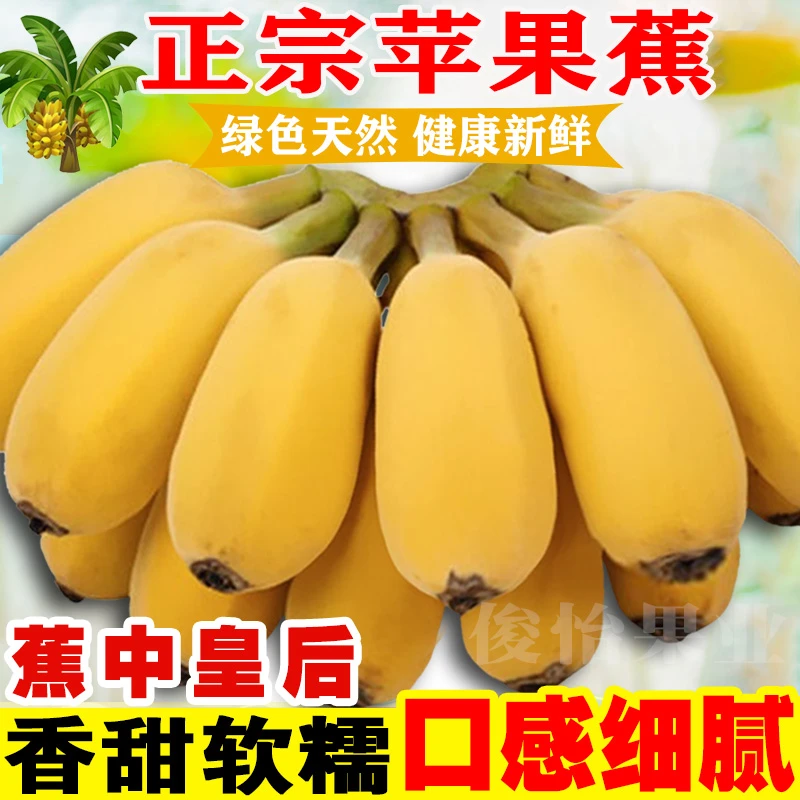 【产地直发】正宗广西苹果蕉5斤9斤应季新鲜水果香蕉粉蕉整箱批发
