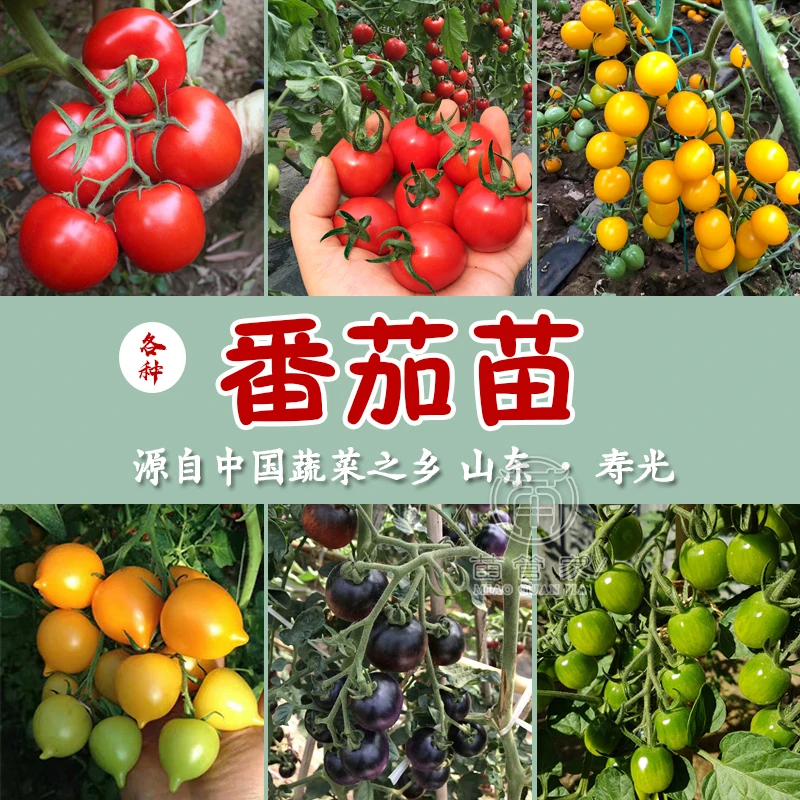 寿光各种蔬菜苗大小西红柿红黄绿圣女果番茄秧苗四季春秋庭院阳台