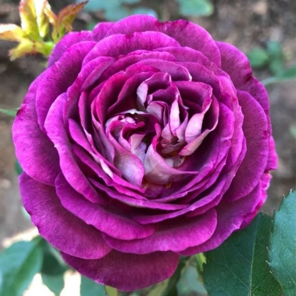 合唱团月季盆栽花苗阳台庭院大花多花多季开花玫瑰花苗