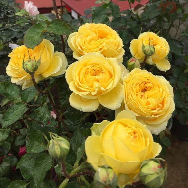 欧洲月季花苗特大凯特琳娜卡特琳娜玫瑰花苗盆栽大花浓香好养活