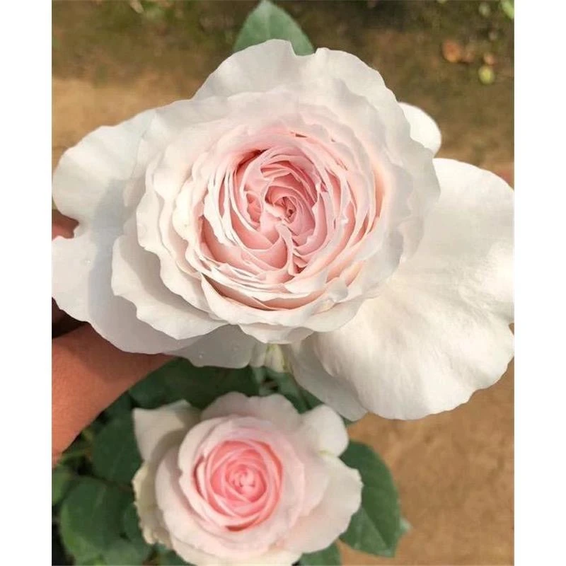 新品草莓奶昔月季花苗切花欧月荷兰灌木花卉盆栽或地栽浓香味