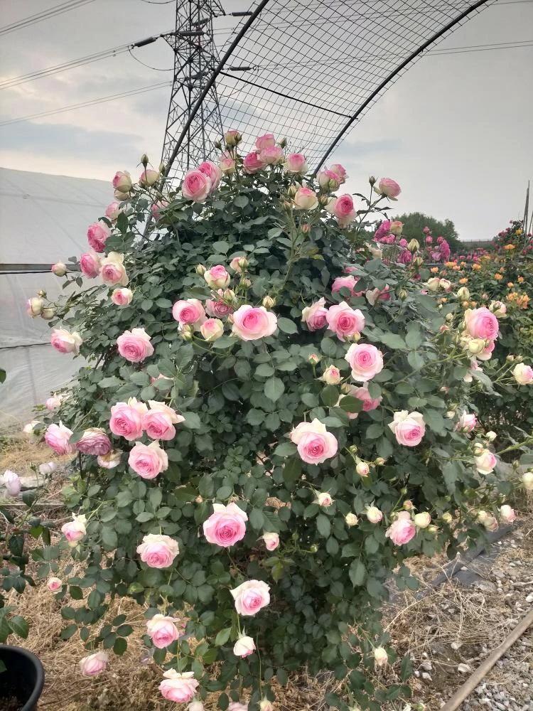 粉龙.粉达.大游行.一物一拍.花量大花期长
